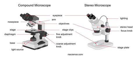 Stereo Microscopes: A Super Simple Guide for .